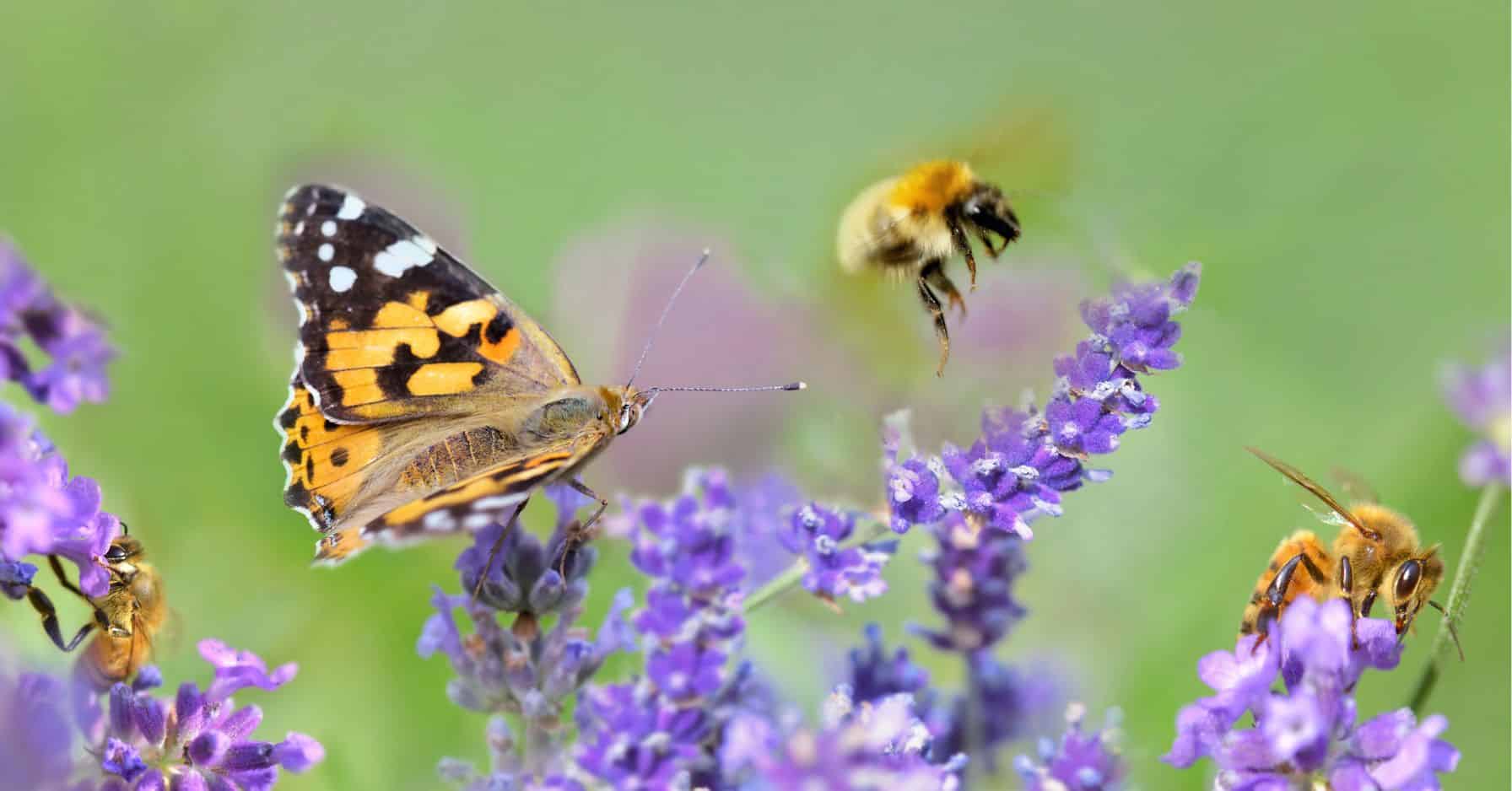 Biodiversit En France Quatre Chiffres Pour Mesurer L ampleur Du D clin