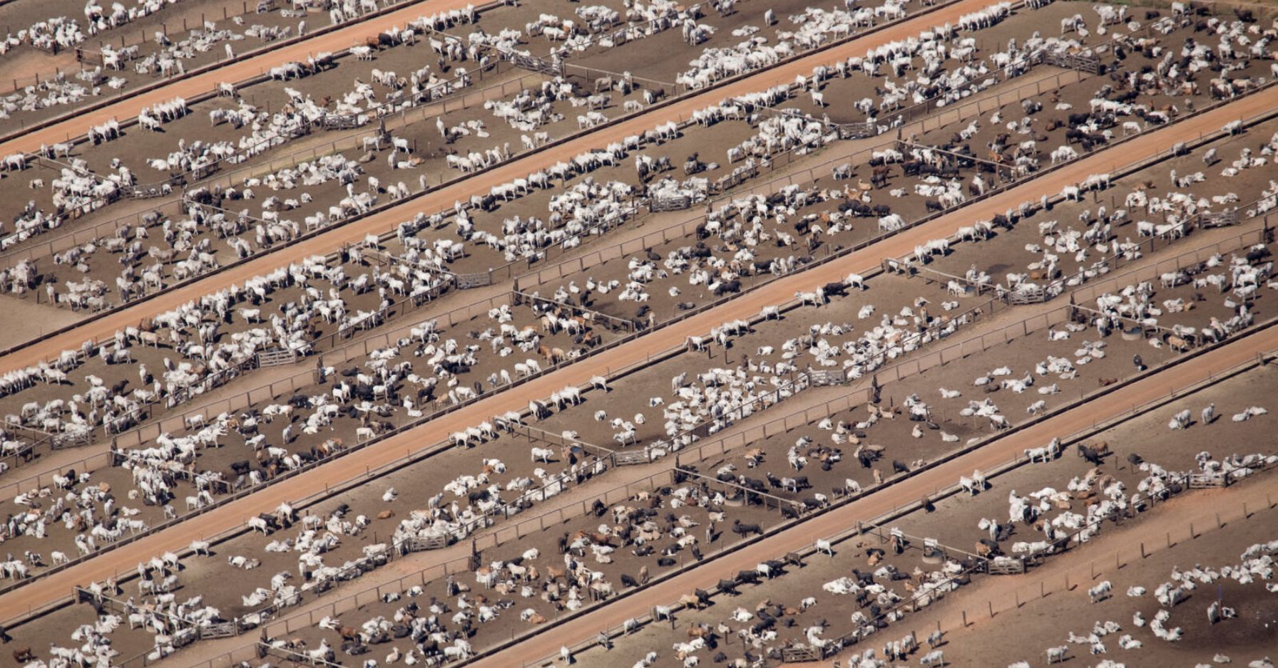 L'élevage industriel consomme 228 fois plus d'eau que l'IA