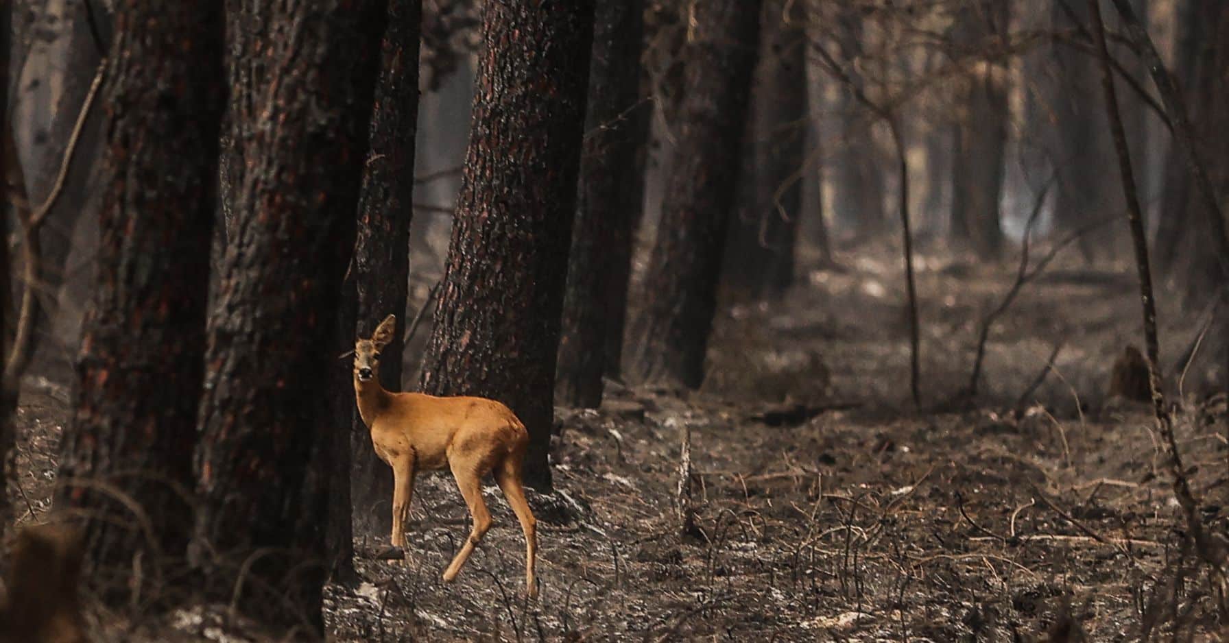 Près de 400 000 personnes veulent interdire la chasse dans les zones incendiées